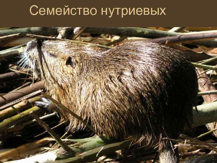 Семейство нутриевых 