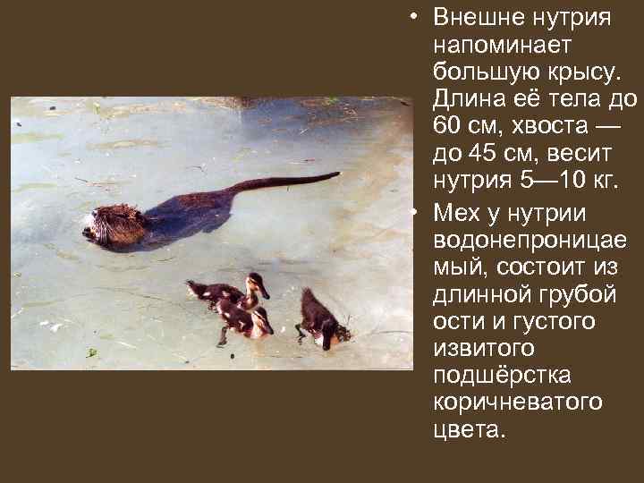  • Внешне нутрия  напоминает  большую крысу. Длина её тела до 