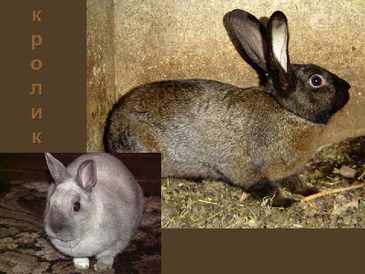 к р о л и к 