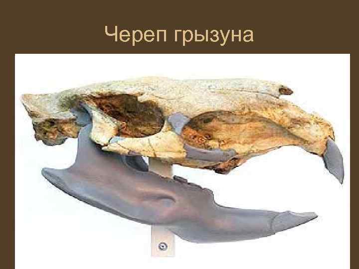 Череп грызуна 