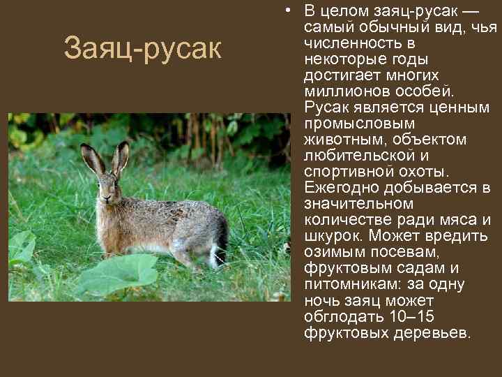    • В целом заяц-русак —   самый обычный вид, чья