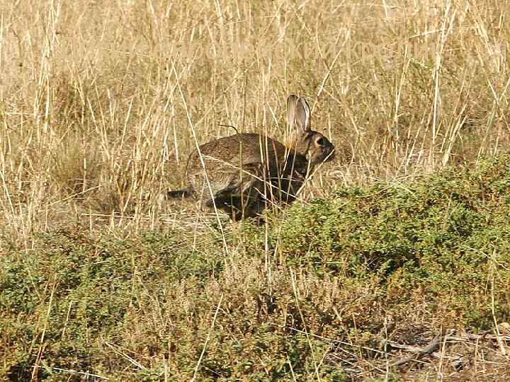 Дикий европейский кролик 