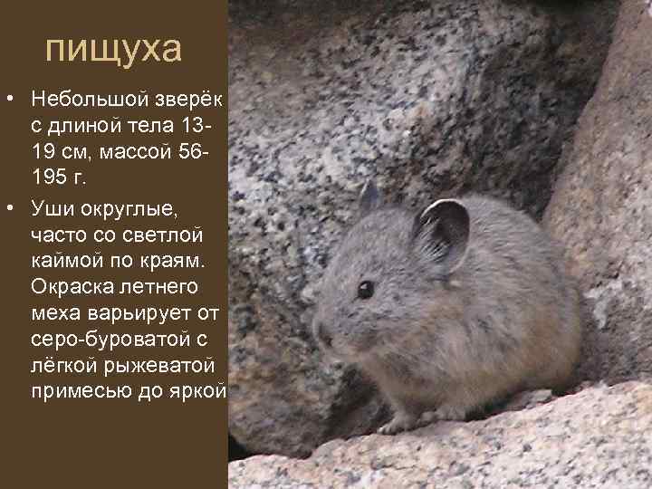   пищуха • Небольшой зверёк  с длиной тела 13 -  19