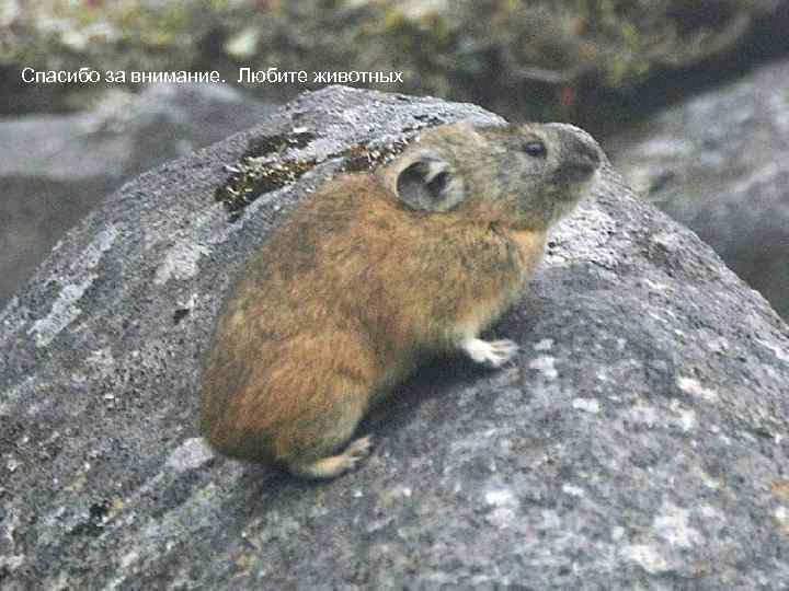 Спасибо за внимание. Любите животных 