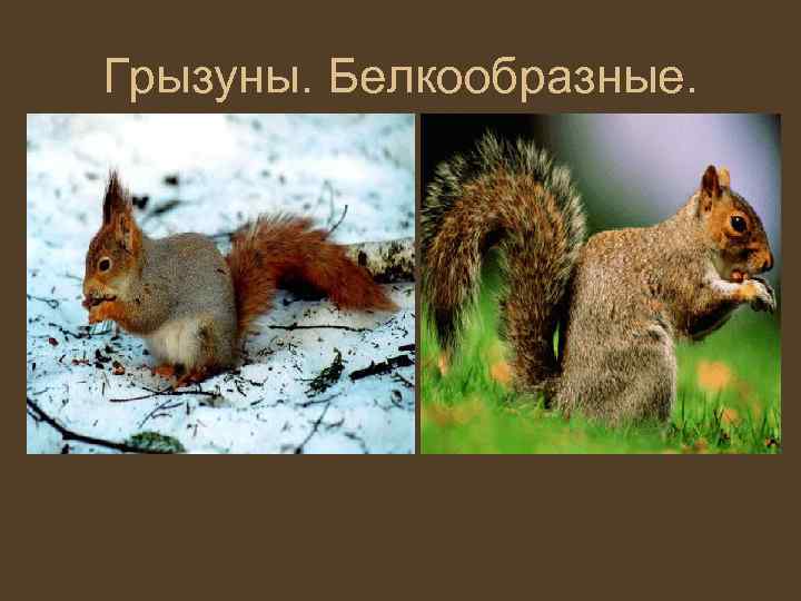 Грызуны. Белкообразные. 