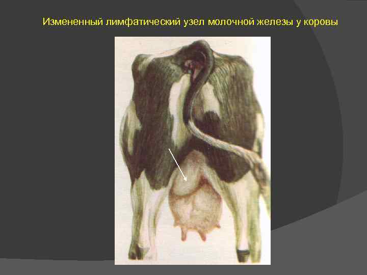 Измененный лимфатический узел молочной железы у коровы 