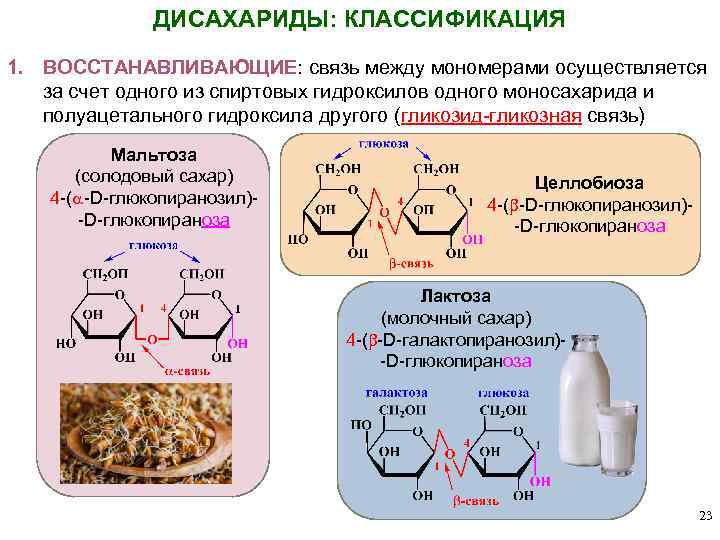 ДИСАХАРИДЫ: КЛАССИФИКАЦИЯ 1. ВОССТАНАВЛИВАЮЩИЕ: связь между мономерами осуществляется за счет одного из спиртовых гидроксилов