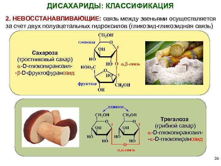 ДИСАХАРИДЫ: КЛАССИФИКАЦИЯ 2. НЕВОССТАНАВЛИВАЮЩИЕ: связь между звеньями осуществляется за счет двух полуацетальных гидроксилов (гликозид-гликозидная