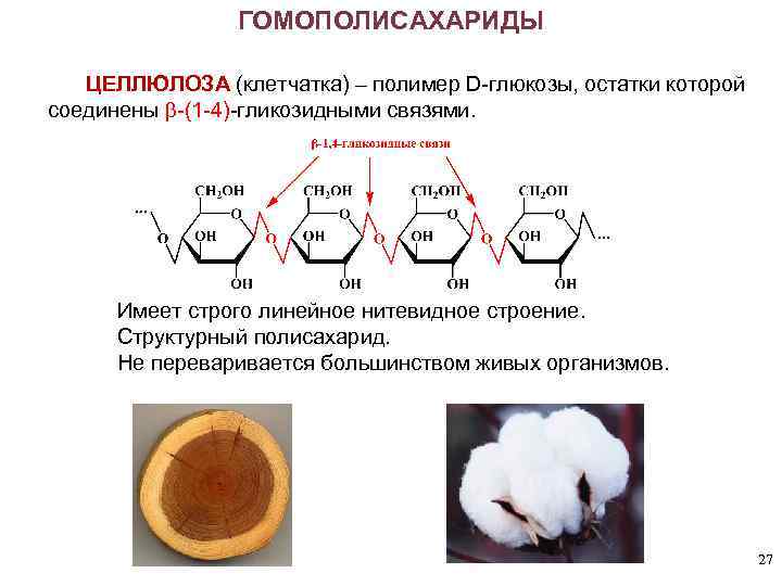 ГОМОПОЛИСАХАРИДЫ ЦЕЛЛЮЛОЗА (клетчатка) – полимер D-глюкозы, остатки которой соединены -(1 -4)-гликозидными связями. Имеет строго