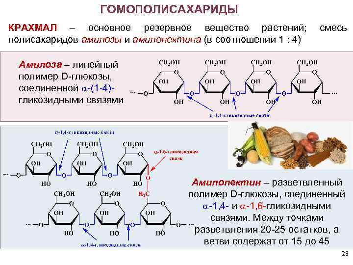 ГОМОПОЛИСАХАРИДЫ КРАХМАЛ – основное резервное вещество растений; полисахаридов амилозы и амилопектина (в соотношении 1