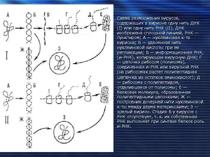 Схема размножения вирусов, содержащих в вирионе одну нить ДНК (I) или одну нить РНК