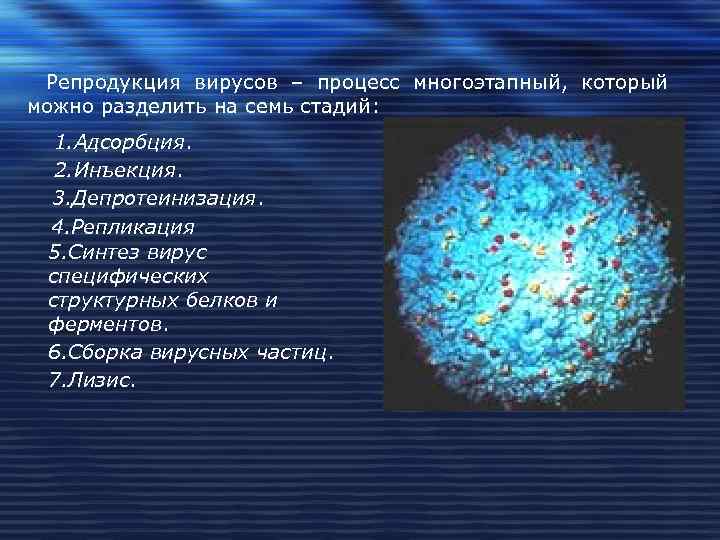  Репродукция вирусов – процесс многоэтапный, который можно разделить на семь стадий:  1.