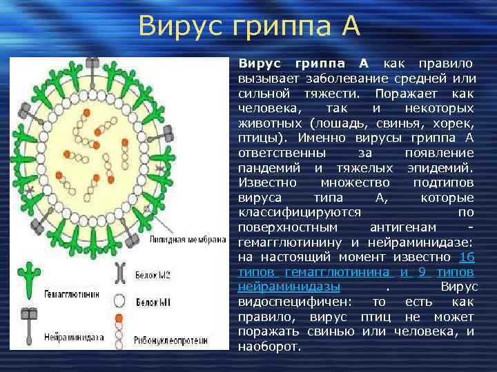 Вирус гриппа А как правило  вызывает заболевание средней или  сильной тяжести. Поражает