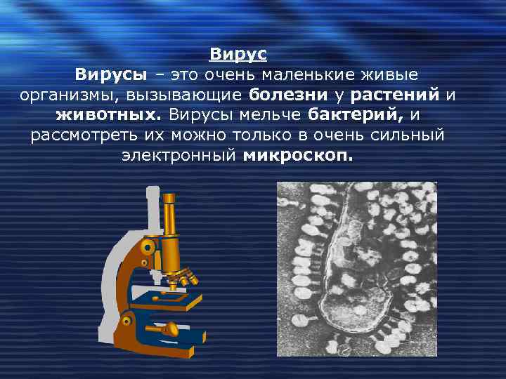     Вирусы – это очень маленькие живые организмы, вызывающие болезни у