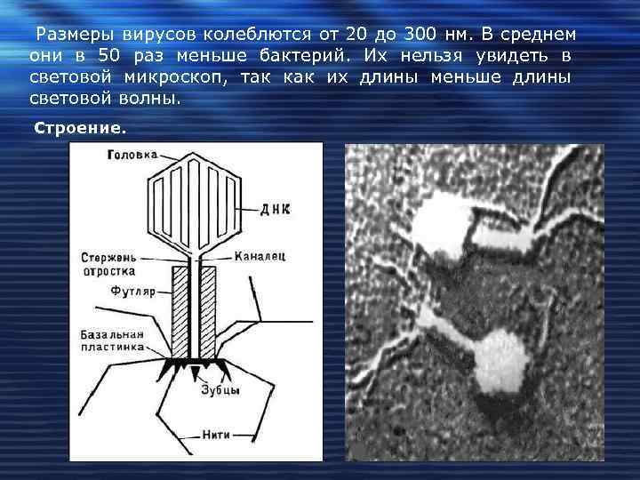 Размеры вирусов колеблются от 20 до 300 нм. В среднем они в 50