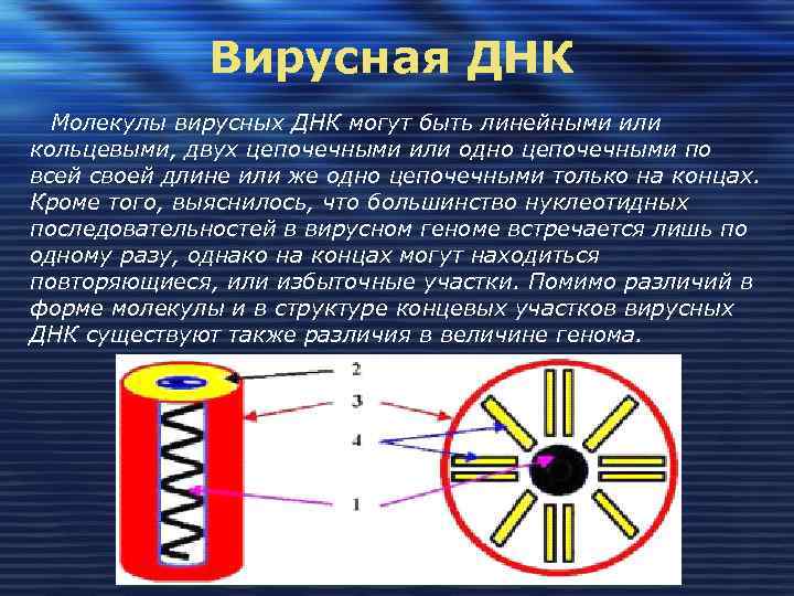    Вирусная ДНК  Молекулы вирусных ДНК могут быть линейными или кольцевыми,