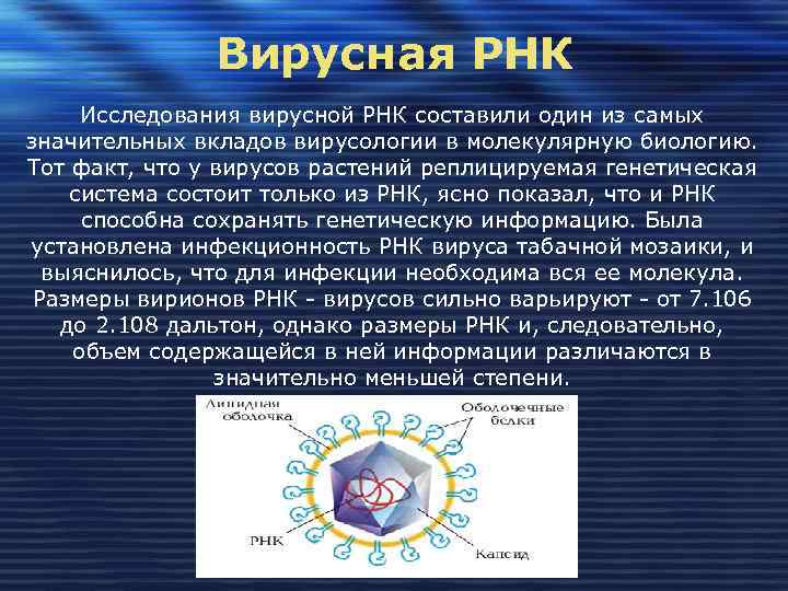     Вирусная РНК Исследования вирусной РНК составили один из самых значительных