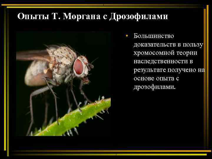 Опыты Т. Моргана с Дрозофилами    • Большинство    
