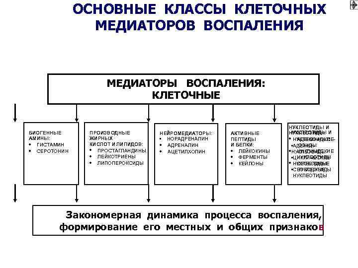    ОСНОВНЫЕ КЛАССЫ КЛЕТОЧНЫХ   МЕДИАТОРОВ ВОСПАЛЕНИЯ    МЕДИАТОРЫ