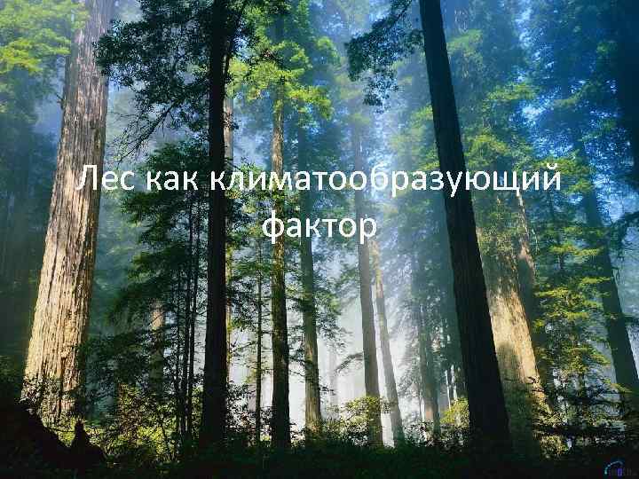 Лес как климатообразующий  фактор 