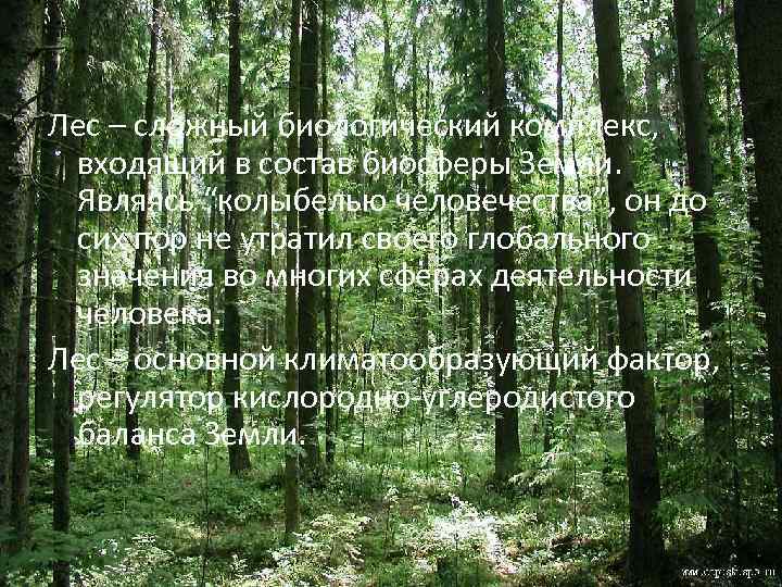 Смешанный лес факторы. Функции леса. Климатообразующая функция леса. Лес фактор. Функции леса в природе.