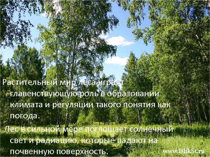 Растительный мир леса играет  главенствующую роль в образовании  климата и регуляции такого