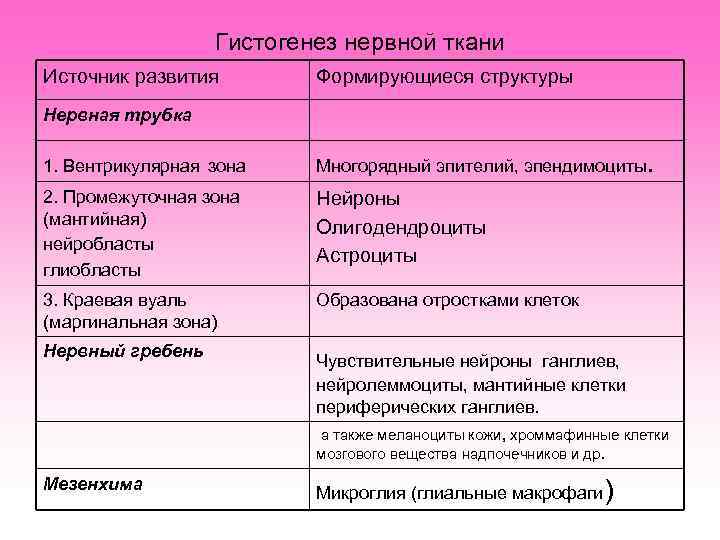    Гистогенез нервной ткани Источник развития   Формирующиеся структуры Нервная трубка
