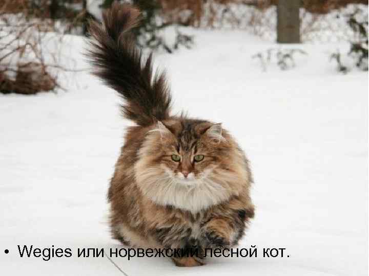  • Wegies или норвежский лесной кот.  