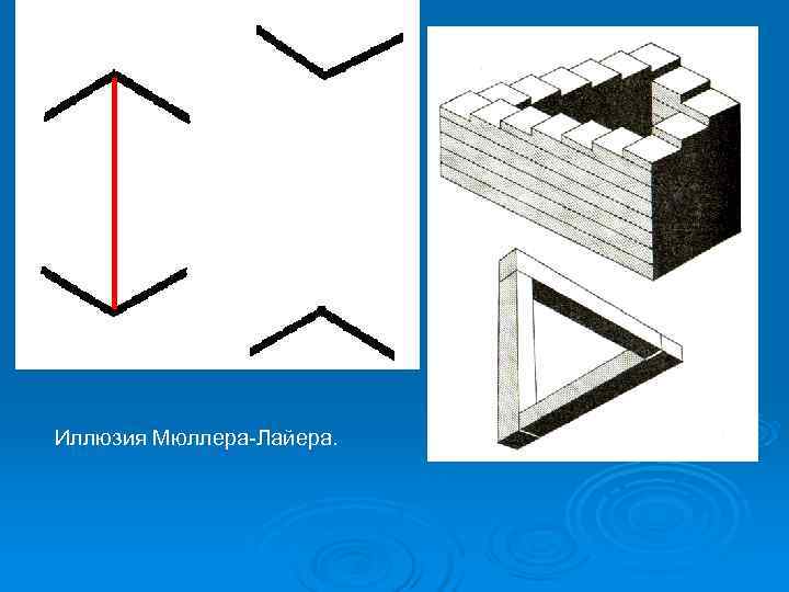 Иллюзия Мюллера-Лайера. 