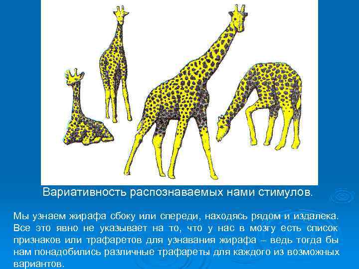  Вариативность распознаваемых нами стимулов. Мы узнаем жирафа сбоку или спереди, находясь рядом и