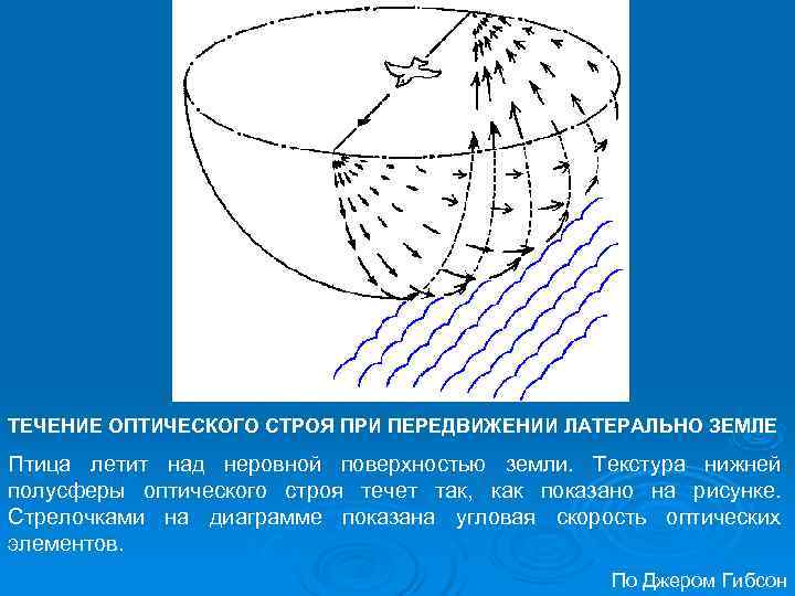 ТЕЧЕНИЕ ОПТИЧЕСКОГО СТРОЯ ПРИ ПЕРЕДВИЖЕНИИ ЛАТЕРАЛЬНО ЗЕМЛЕ Птица летит над неровной поверхностью земли. Текстура