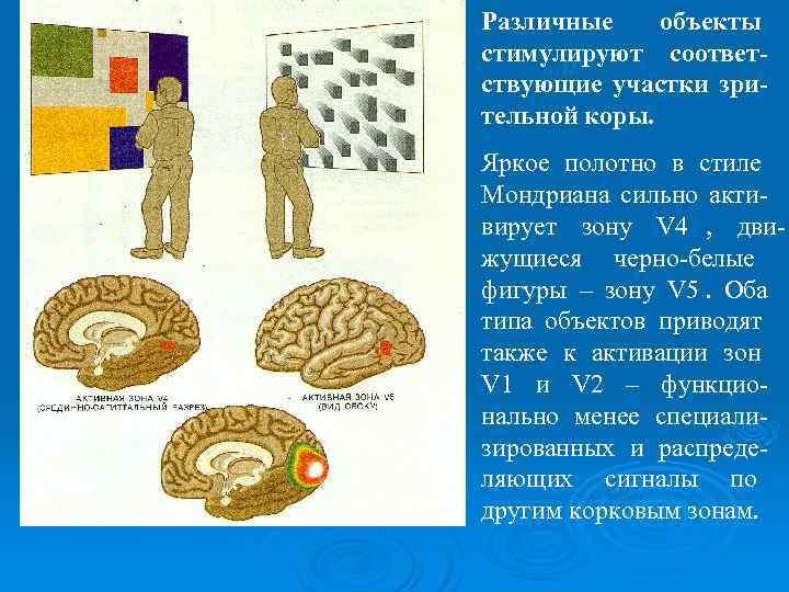 Различные объекты стимулируют соответ- ствующие участки зри- тельной коры. Яркое полотно в стиле Мондриана