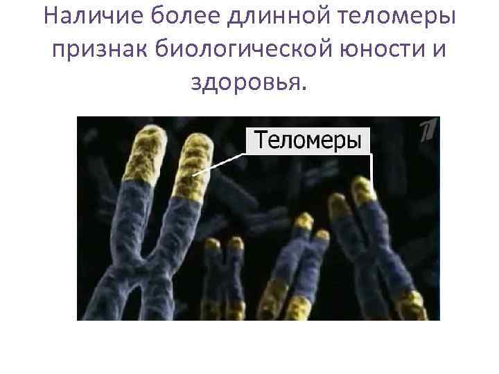 Наличие более длинной теломеры признак биологической юности и  здоровья. 