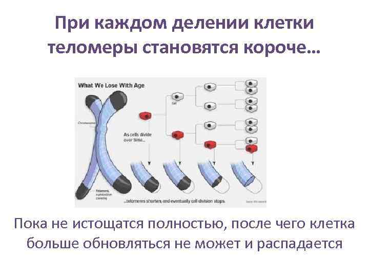  При каждом делении клетки теломеры становятся короче… Пока не истощатся полностью, после чего