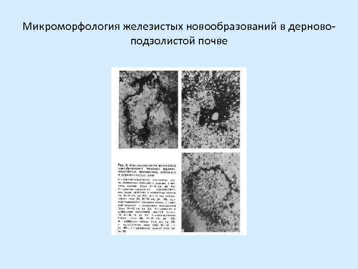 Микроморфология железистых новообразований в дерново-   подзолистой почве 