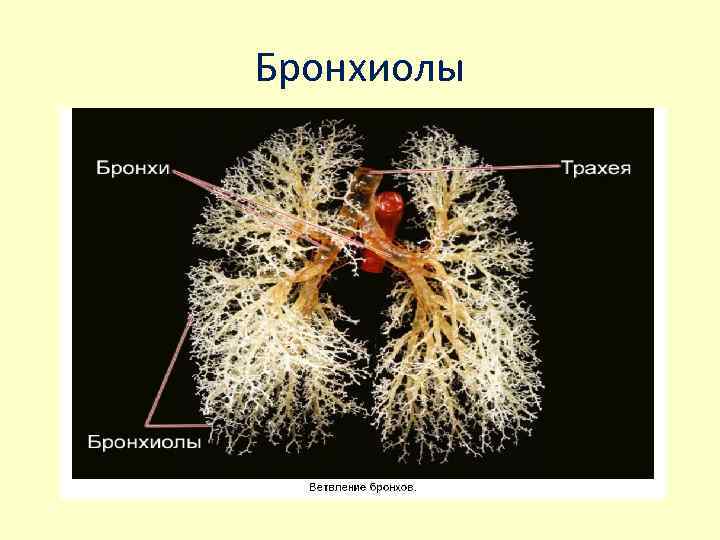 Бронхиолы 