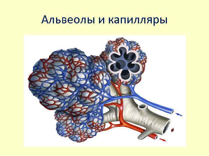 Альвеолы и капилляры 
