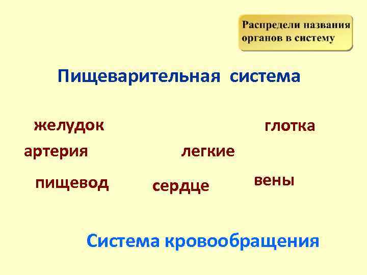   Пищеварительная система  желудок   глотка артерия  легкие пищевод 