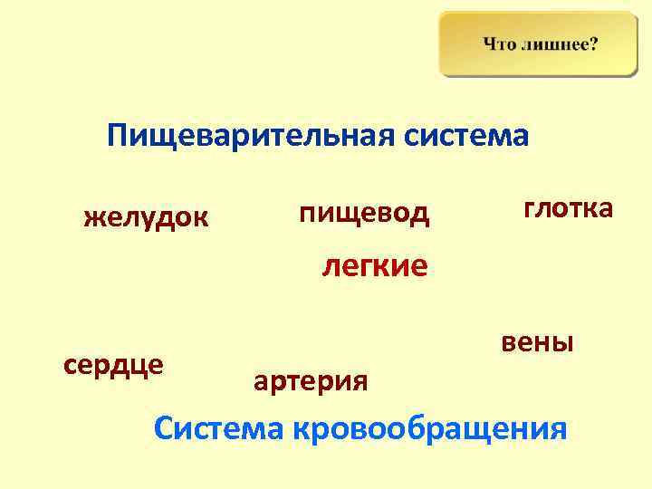  Пищеварительная система  желудок пищевод глотка    легкие   