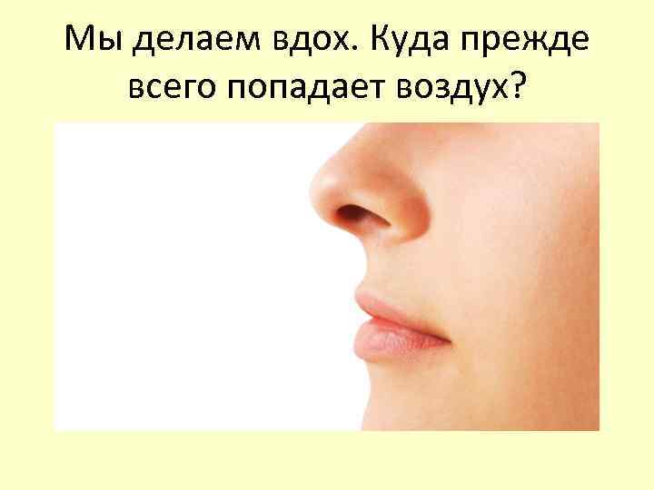 Мы делаем вдох. Куда прежде  всего попадает воздух? 