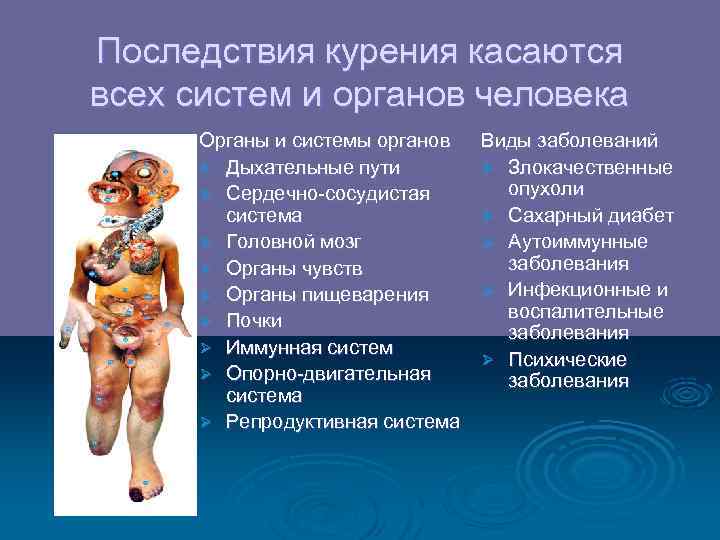 Последствия курения касаются всех систем и органов человека  Органы и системы органов 