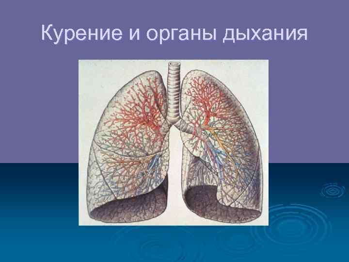 Курение и органы дыхания 