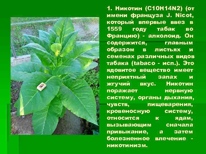1. Никотин (С 10 Н 14 N 2) (от имени француза J. Nicot, который