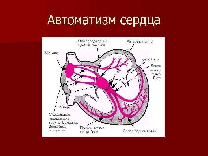 Механизм автоматии сердца презентация