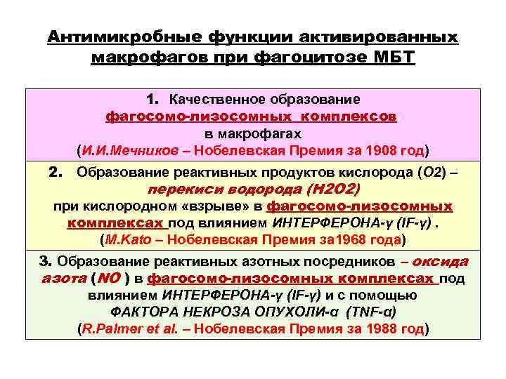 Антимикробные функции активированных макрофагов при фагоцитозе МБТ 1. Качественное образование Антимикробные функции активированных макрофагов при фагоцитозе МБТ 1. Качественное образование
