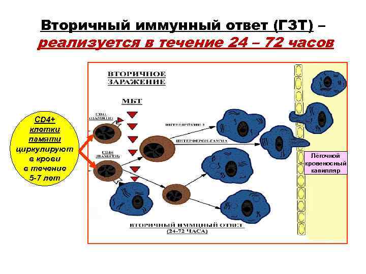 Вторичный иммунный ответ (ГЗТ) – реализуется в течение 24 – 72 часов Вторичный иммунный ответ (ГЗТ) – реализуется в течение 24 – 72 часов