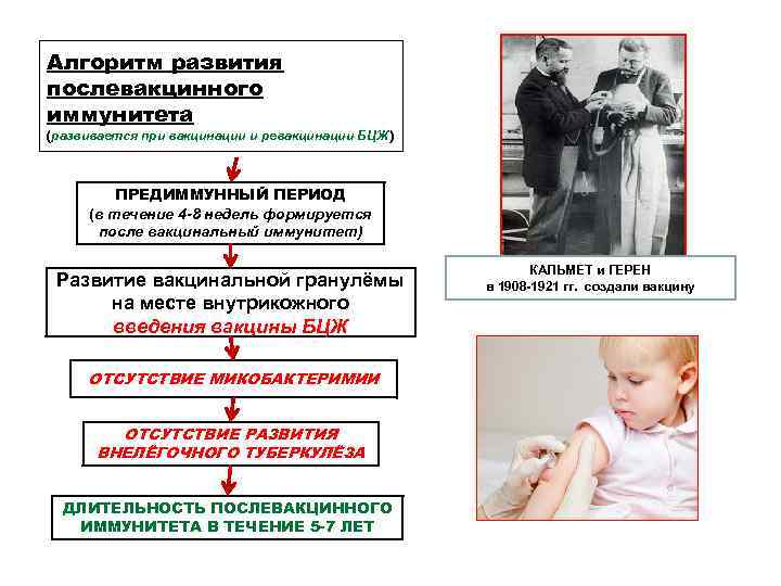 Алгоритм развития послевакцинного иммунитета (развивается при вакцинации и ревакцинации БЦЖ) ПРЕДИММУННЫЙ ПЕРИОД Алгоритм развития послевакцинного иммунитета (развивается при вакцинации и ревакцинации БЦЖ) ПРЕДИММУННЫЙ ПЕРИОД