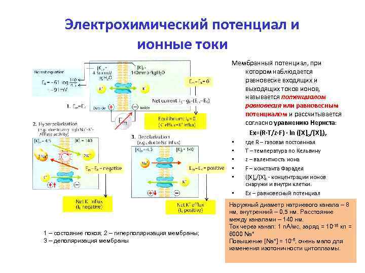   Электрохимический потенциал и   ионные токи     Мембранный