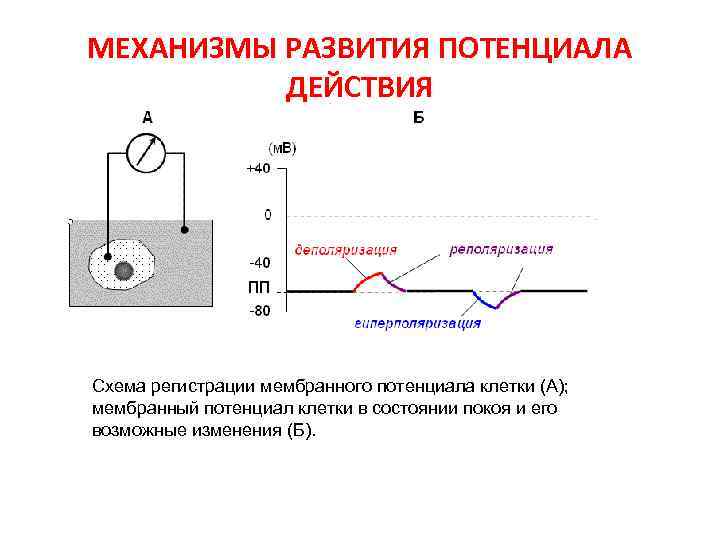 МЕХАНИЗМЫ РАЗВИТИЯ ПОТЕНЦИАЛА  ДЕЙСТВИЯ Схема регистрации мембранного потенциала клетки (А); мембранный потенциал клетки