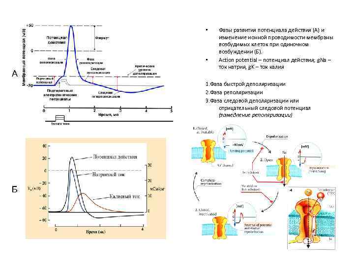 Фазы потенциала действия